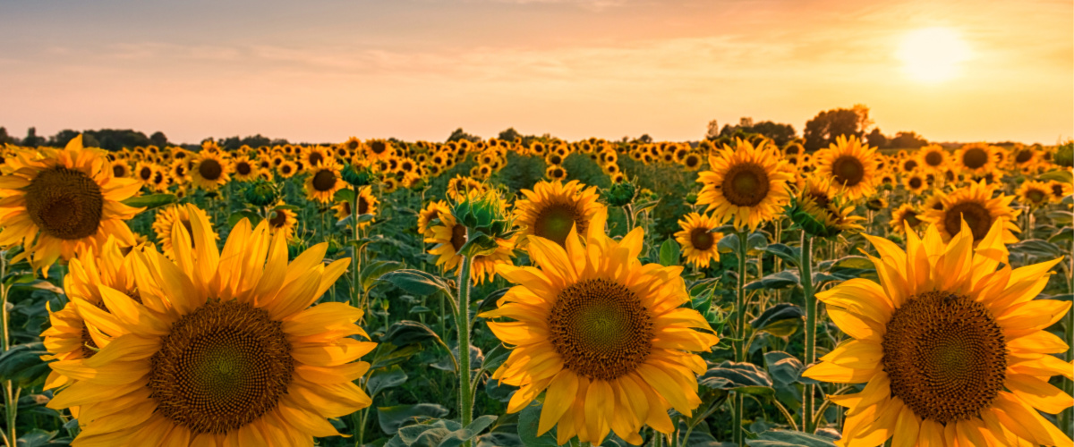 Sunflowers